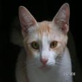 ../../superadmin/superadmin/largeupload/hkcr1286446662.jpg