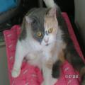 ../../superadmin/superadmin/largeupload/hkcr1286447359.jpg