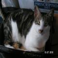../../superadmin/superadmin/largeupload/hkcr1286447622.jpg