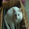 ../../superadmin/superadmin/largeupload/hkcr1286448926.jpg