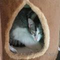 ../../superadmin/superadmin/largeupload/hkcr1286449004.jpg