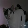 ../../superadmin/superadmin/largeupload/hkcr1286449935.jpg
