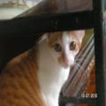 ../../superadmin/superadmin/largeupload/hkcr1286451916.jpg