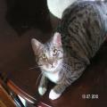 ../../superadmin/superadmin/largeupload/hkcr1286452005.jpg