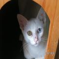 ../../superadmin/superadmin/largeupload/hkcr1286501396.jpg