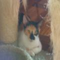 ../../superadmin/superadmin/largeupload/hkcr1286501429.jpg
