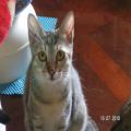 ../../superadmin/superadmin/largeupload/hkcr1286503303.jpg