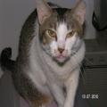 ../../superadmin/superadmin/largeupload/hkcr1286507611.jpg