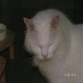 ../../superadmin/superadmin/largeupload/hkcr1286508264.jpg