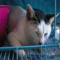../../superadmin/superadmin/largeupload/hkcr1287041907.jpg