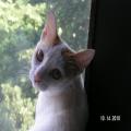 ../../superadmin/superadmin/largeupload/hkcr1287042051.jpg