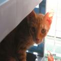 ../../superadmin/superadmin/largeupload/hkcr1287043793.jpg