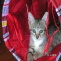 ../../superadmin/superadmin/largeupload/hkcr1287044367.jpg