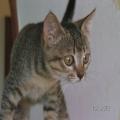 ../../superadmin/superadmin/largeupload/hkcr1287044462.jpg