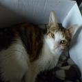 ../../superadmin/superadmin/largeupload/hkcr1302693723.jpg