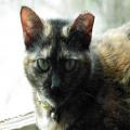 ../../superadmin/superadmin/largeupload/hkcr1302776286.jpg